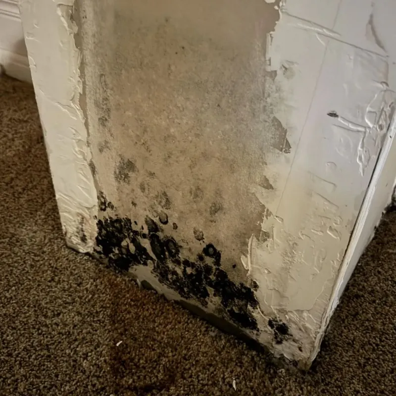 Professional Mold Removal in Clinton, MI